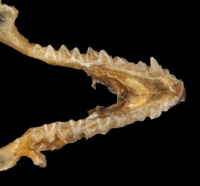 Deuterostomia