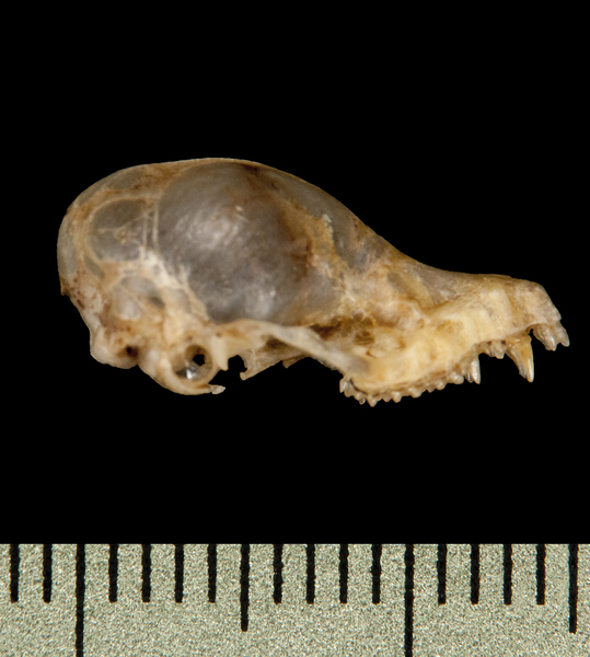 Craniata