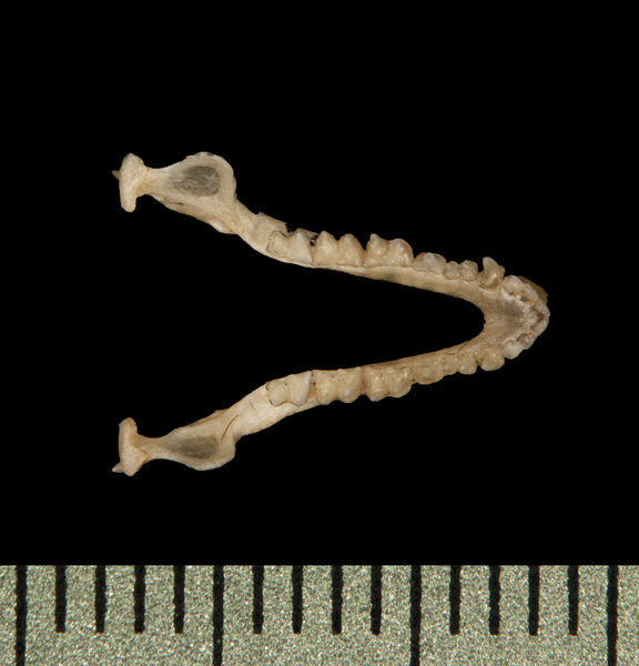 lower_dorsal5728