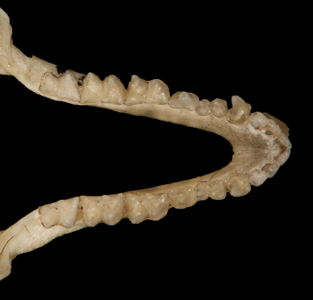 Vertebrata