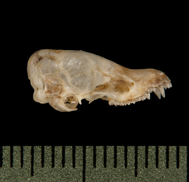 Craniata