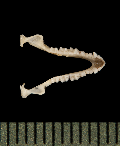 Craniata