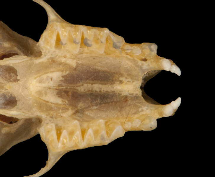 Deuterostomia