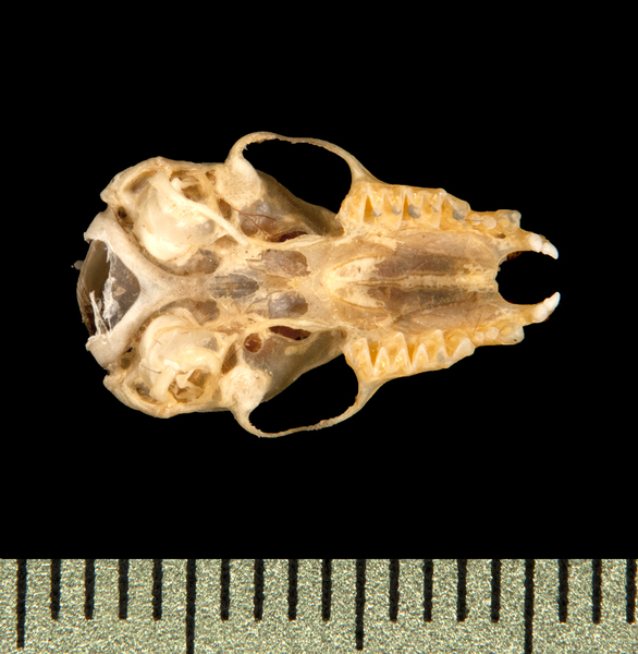 ventral5775