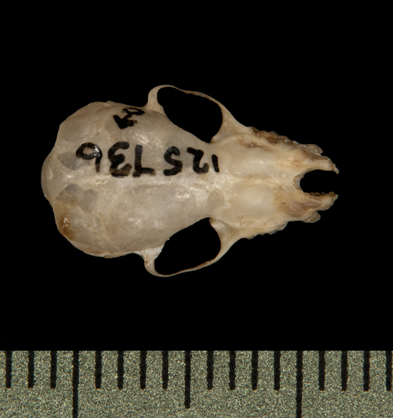 dorsal5745