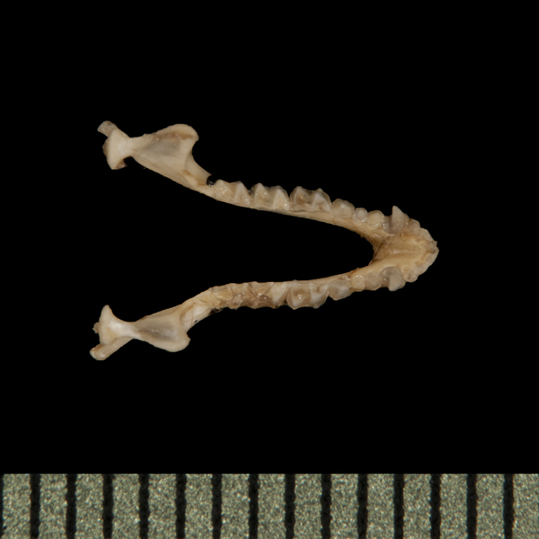 lower_dorsal5751