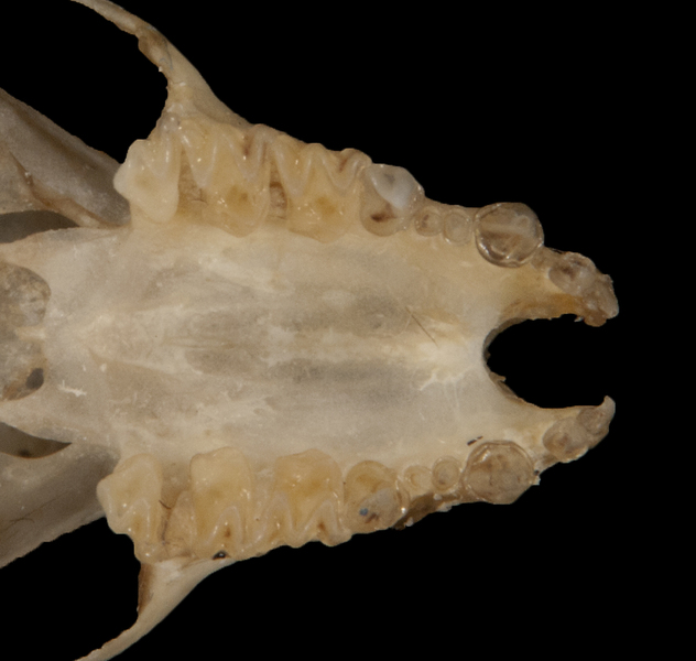 Craniata