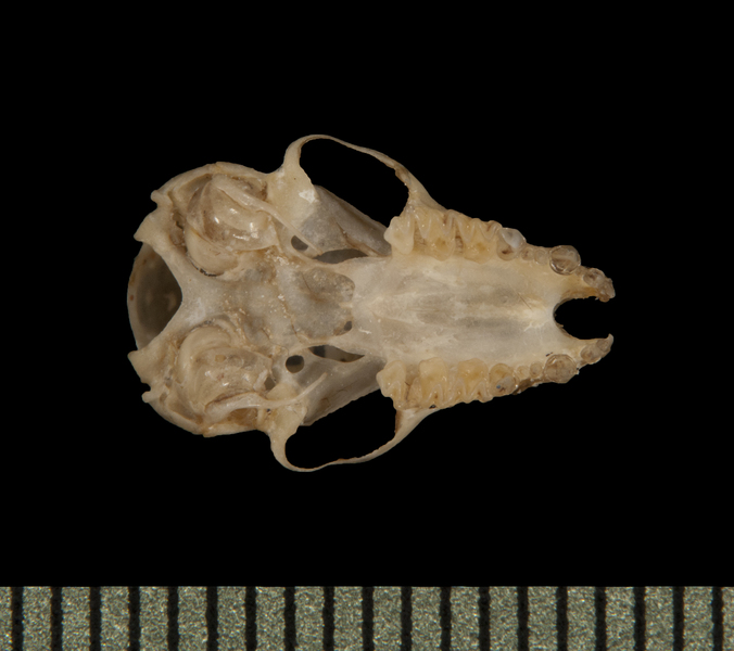 Craniata