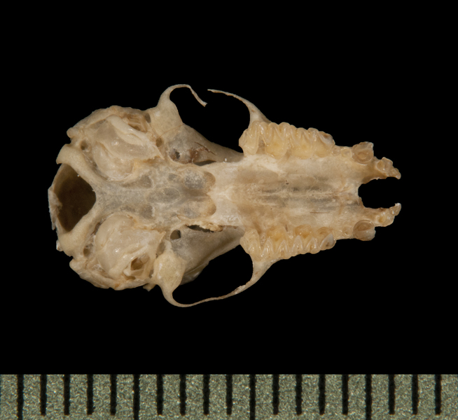 Craniata