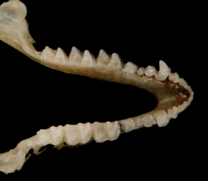 Craniata