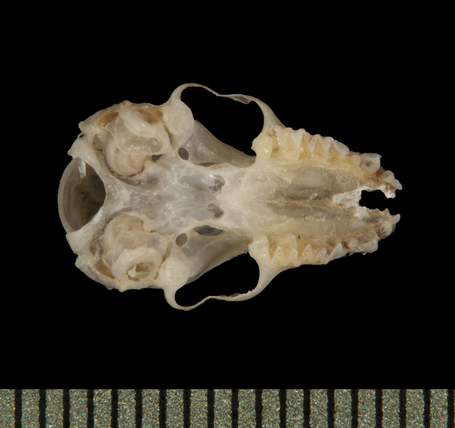 Craniata