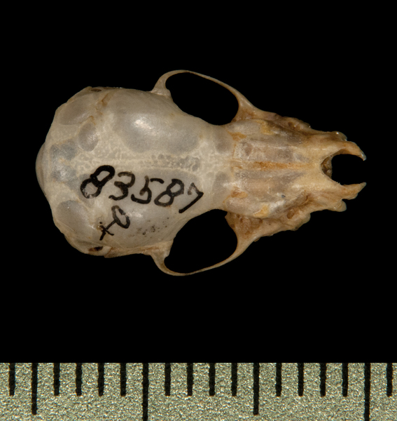 dorsal5781