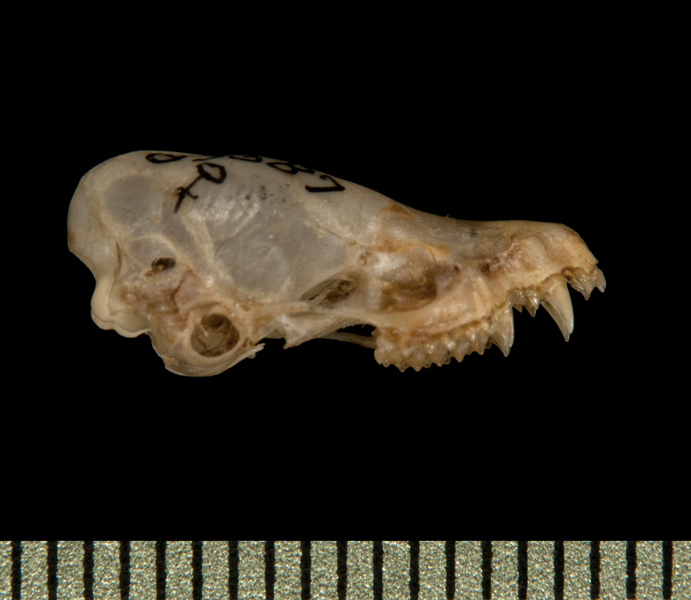 Craniata