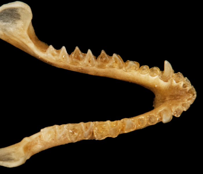 Euteleostomi