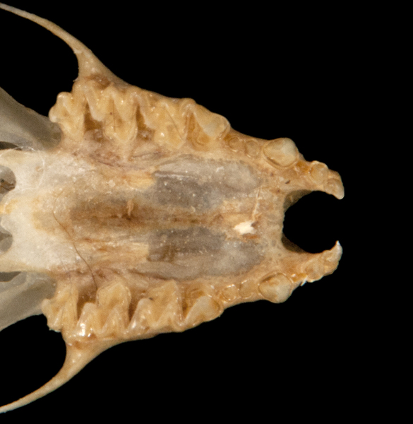 Deuterostomia