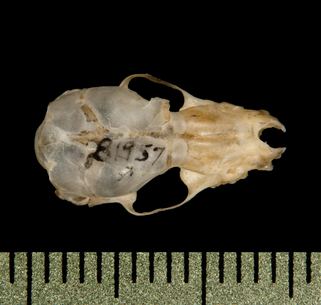 Craniata