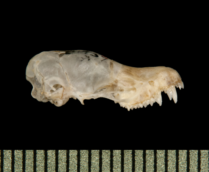 Vertebrata