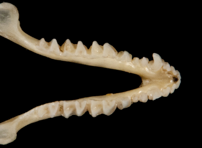 Deuterostomia