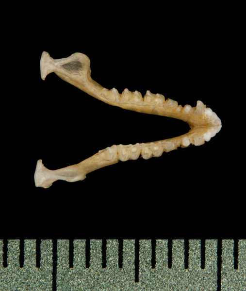 lower_dorsal5799