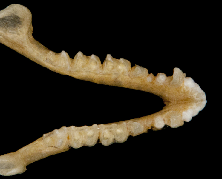 Craniata