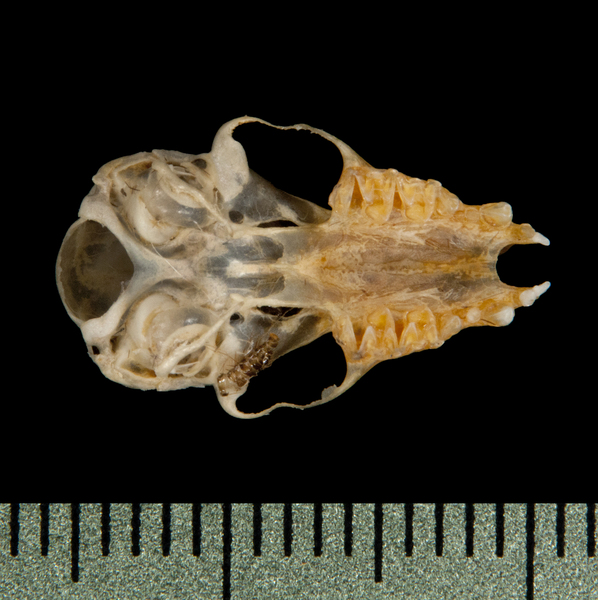 Euteleostomi