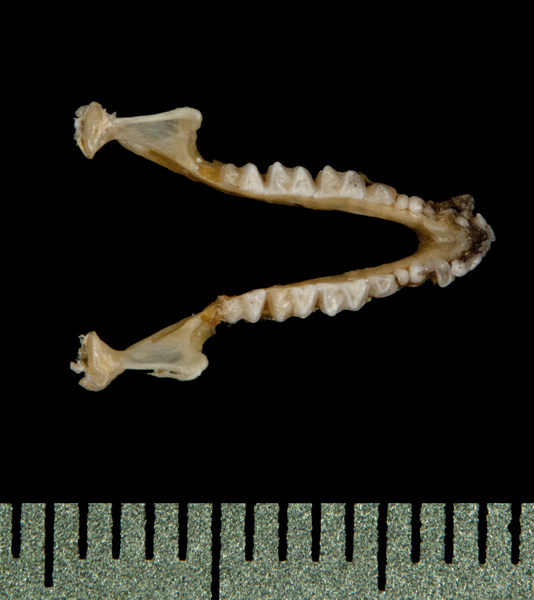 lower_dorsal5807