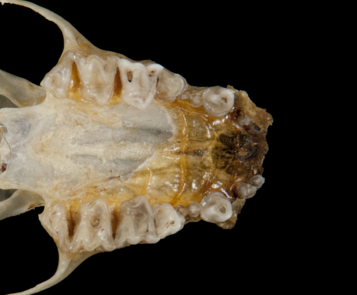 Deuterostomia