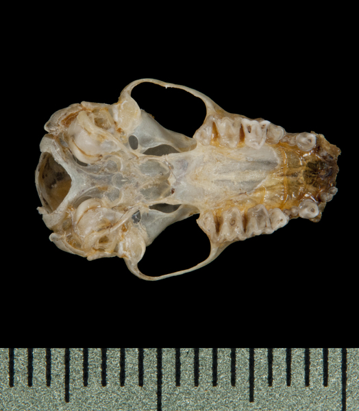 ventral5803