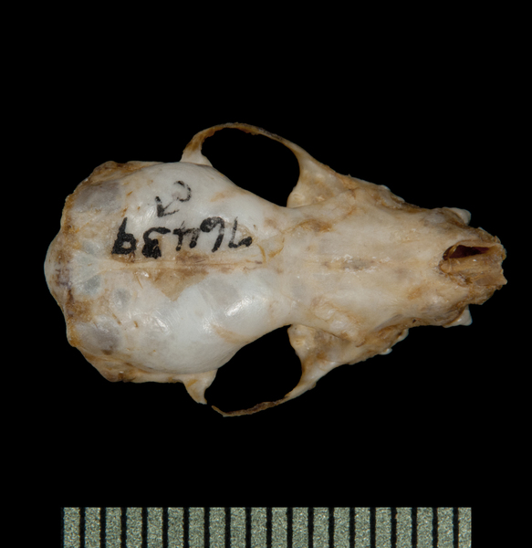 Craniata