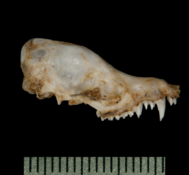 Craniata