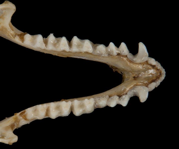 Deuterostomia