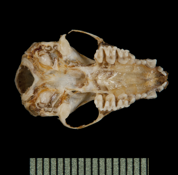 Deuterostomia