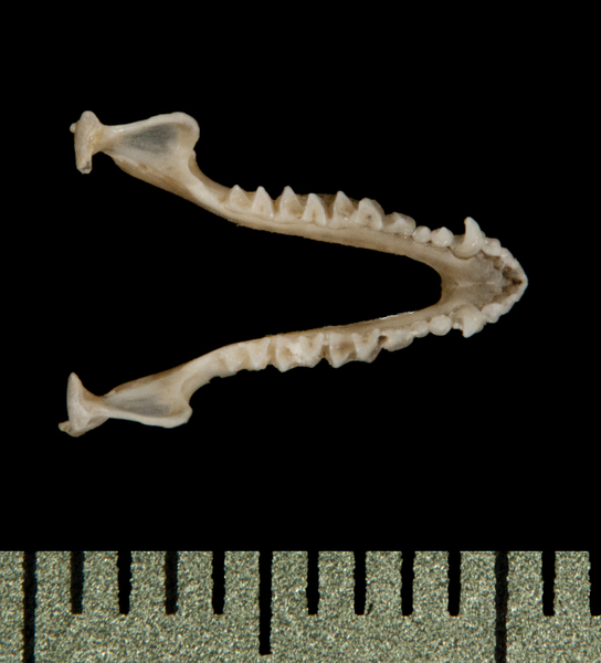 Vertebrata