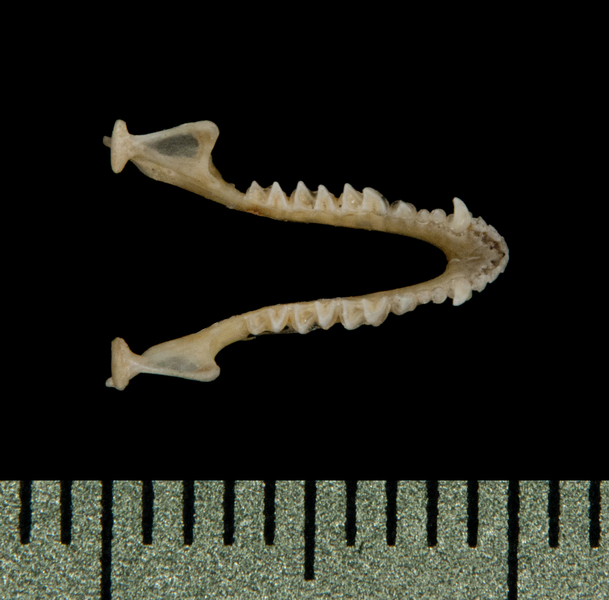 Euteleostomi