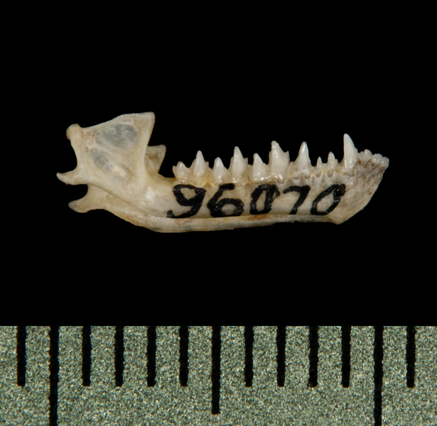 Vertebrata