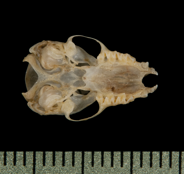 ventral5818