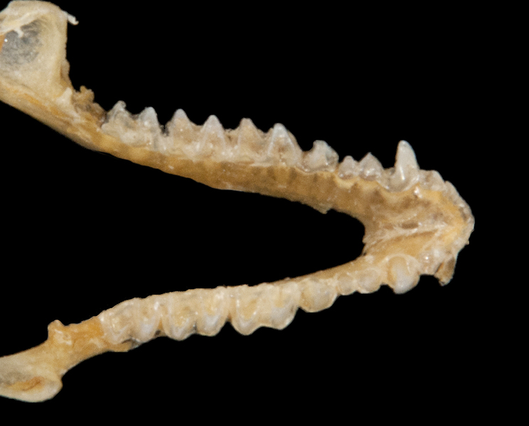 Euteleostomi