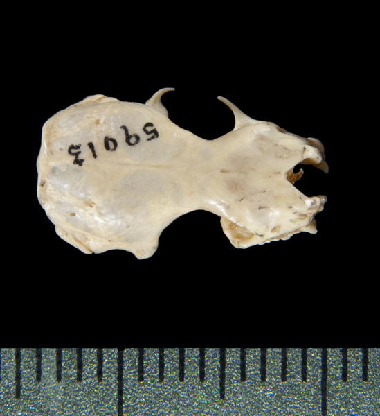 dorsal5382