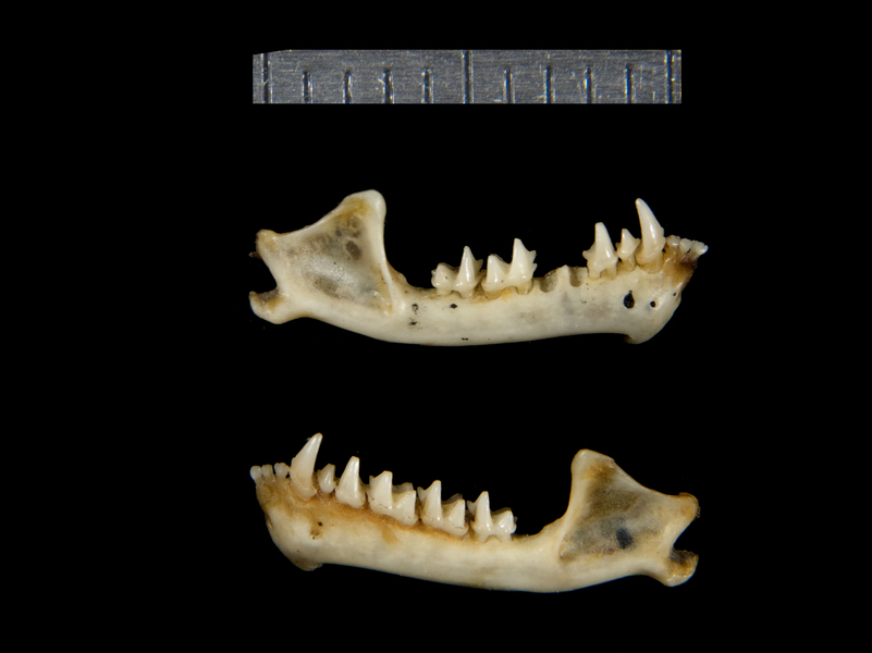 lower_lateral