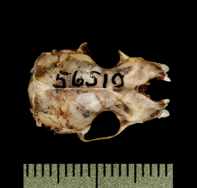 dorsal5848