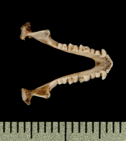 Craniata