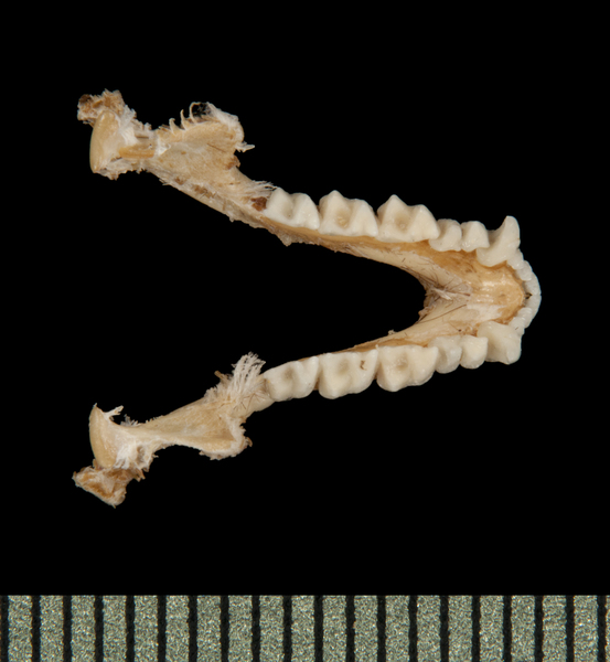 Craniata