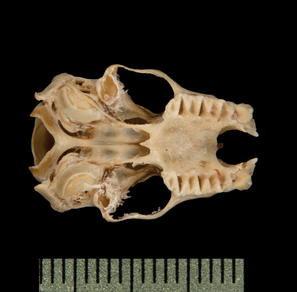 Eumetazoa