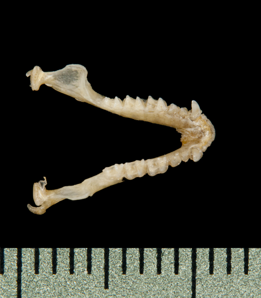 lower_dorsal5881