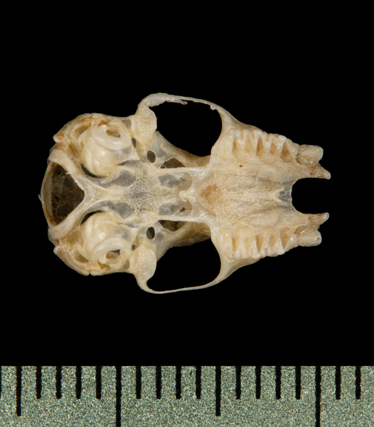 ventral5876