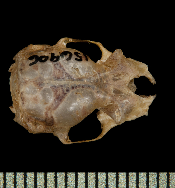 dorsal5868