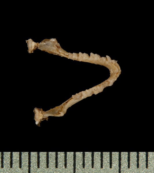 lower_dorsal5873