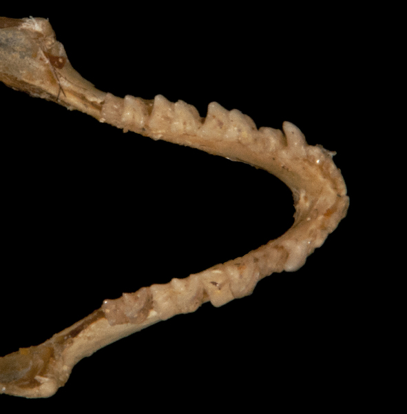 Vertebrata