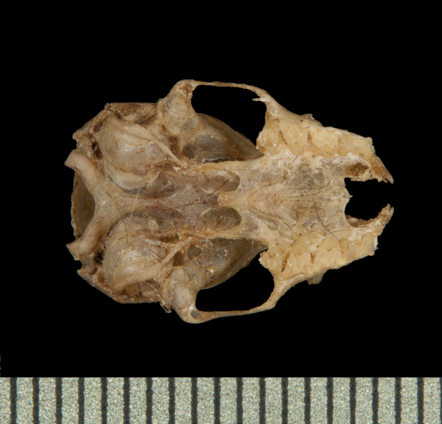 ventral5870