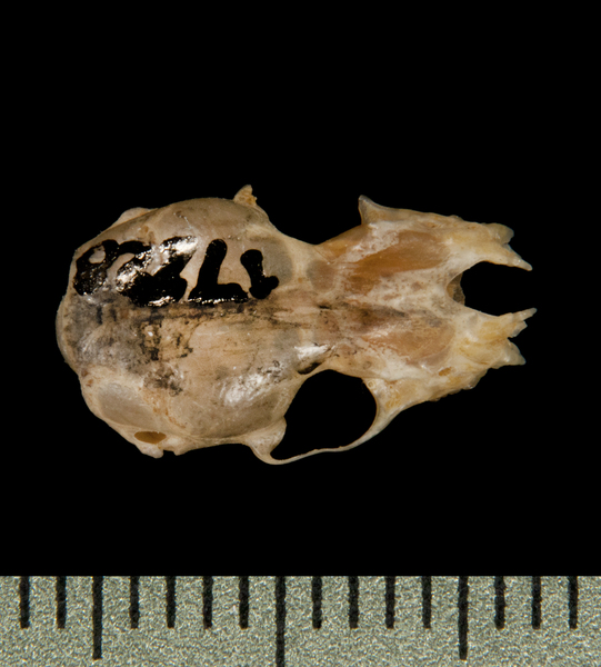 dorsal5890